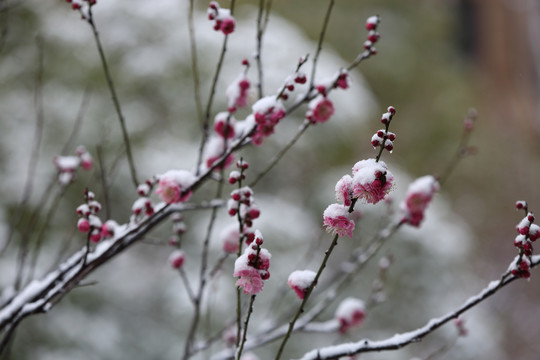 梅花