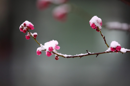 梅花