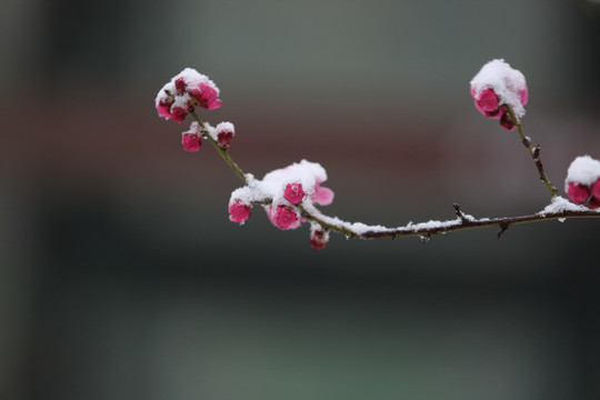 梅花