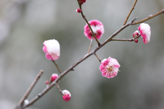 梅花