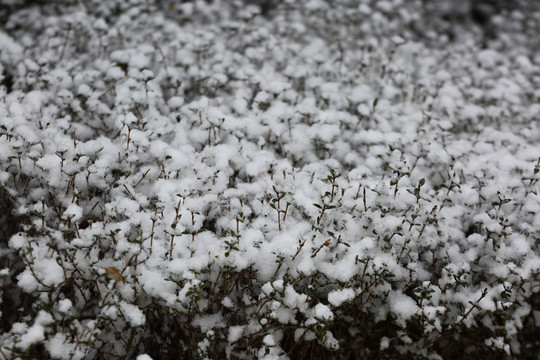 春雪