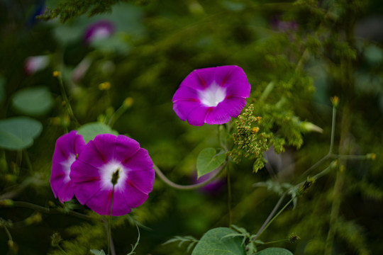 牵牛花