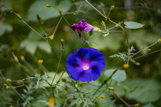 牵牛花