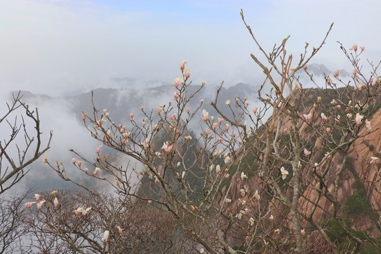 黄山