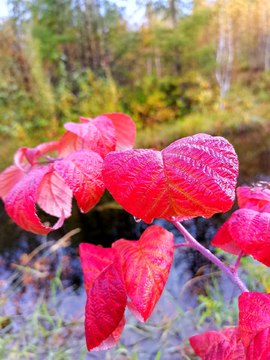 秋天的树莓