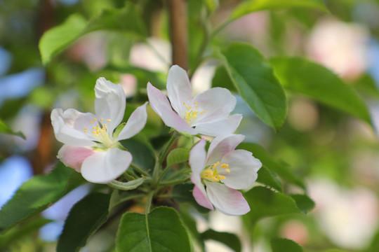 苹果花