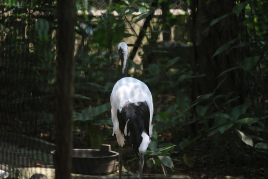 中山市紫马岭公园动物和风景图片