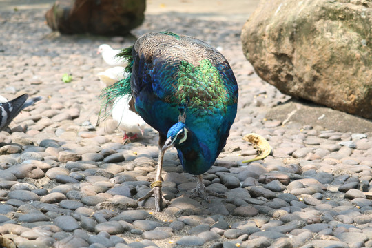 中山市紫馬嶺公園動物和風景圖片