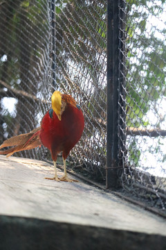 中山市紫馬嶺公園動物和風景圖片