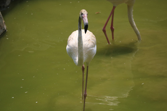 中山市紫馬嶺公園動物和風景圖片