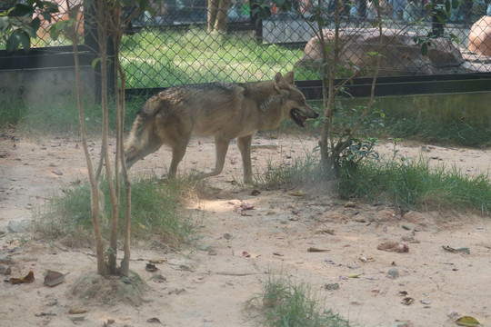 中山市紫馬嶺公園動物和風景圖片