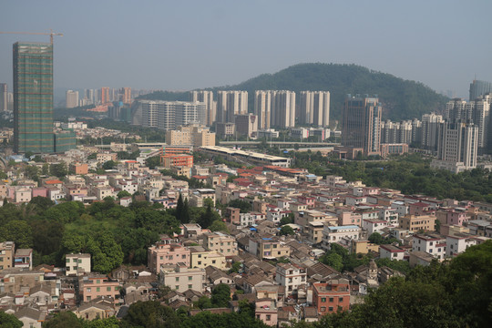 中山市紫马岭公园动物和风景图片