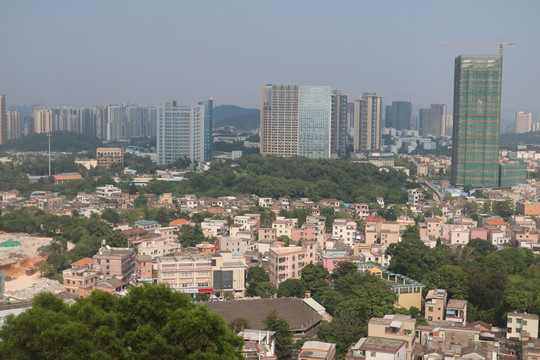 中山市紫马岭公园动物和风景图片