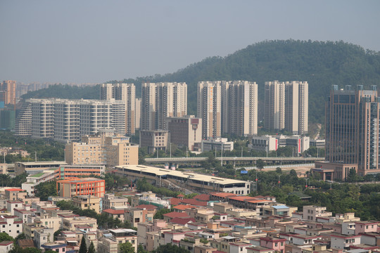 中山市紫马岭公园动物和风景图片