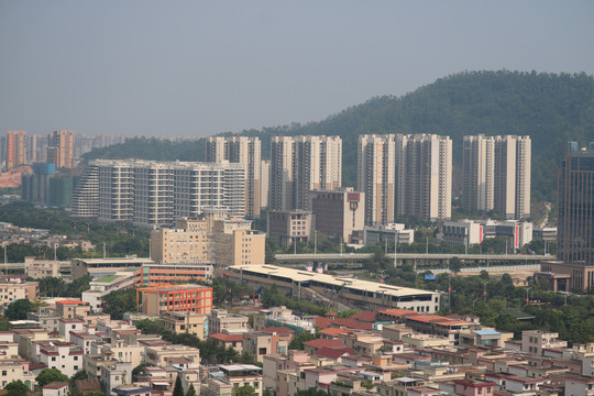 中山市紫马岭公园动物和风景图片