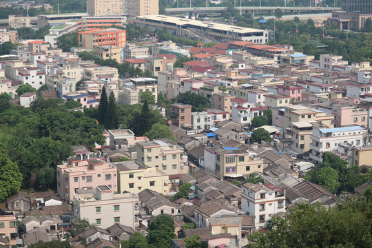 中山市紫马岭公园动物和风景图片