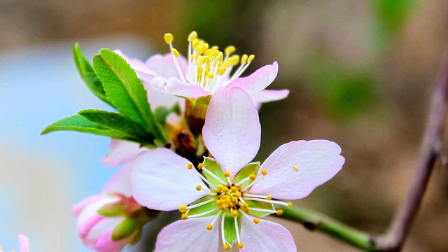 桃花