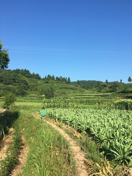 田间小路