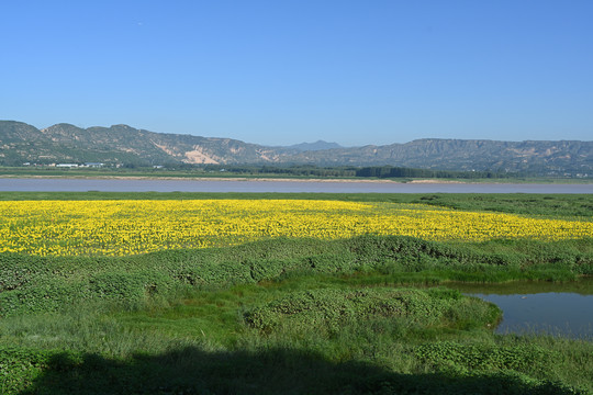 黄河岸边向阳花