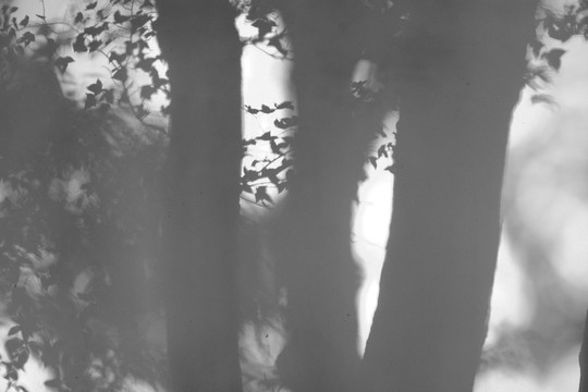 树木黑白光影