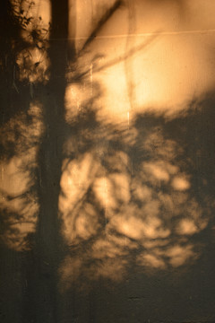 树木光影