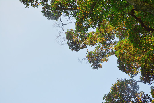 唯美树枝背景