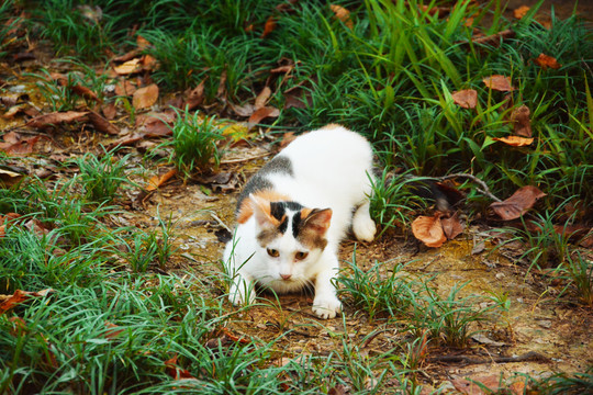 觅食的猫