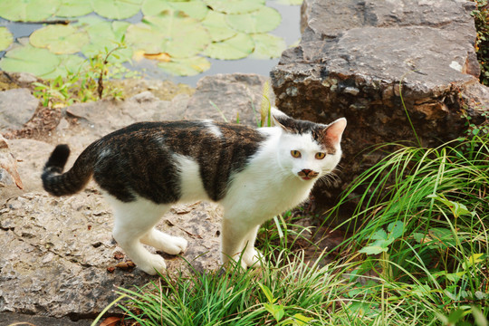 一只流浪猫