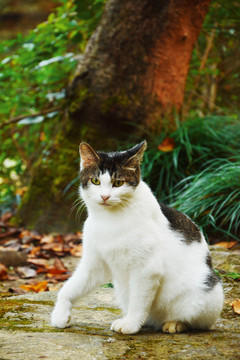 户外流浪猫