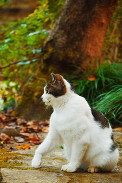 户外流浪猫