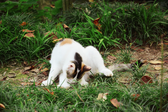 小野猫