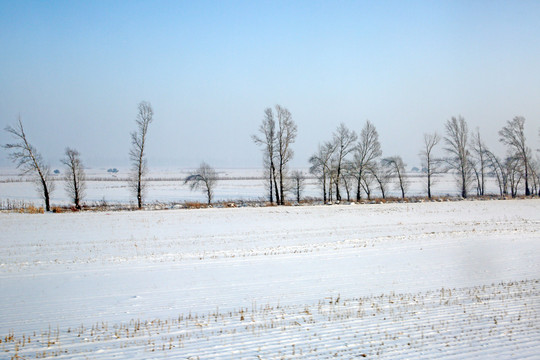 冬季白雪覆盖的田野