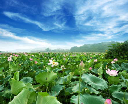 蓝天白云下池塘里的莲花