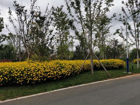 道路绿化景观