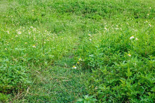 草地野花