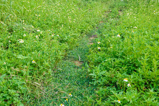 野草地