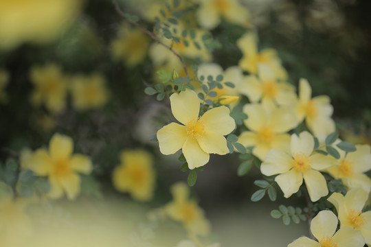 迎春花开