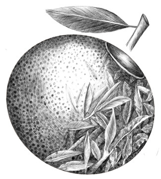 小青柑茶葉