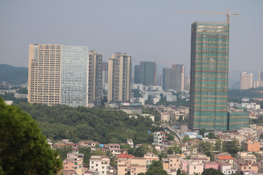 中山市紫马岭公园动物和风景图片