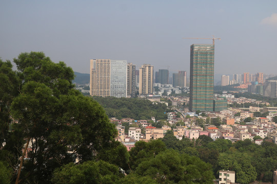 中山市紫马岭公园动物和风景图片