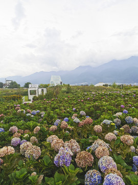 蓝色绣球花海