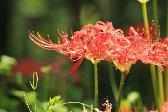 龙爪花