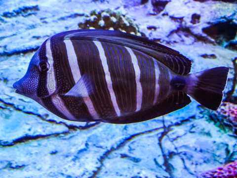 海洋水族馆