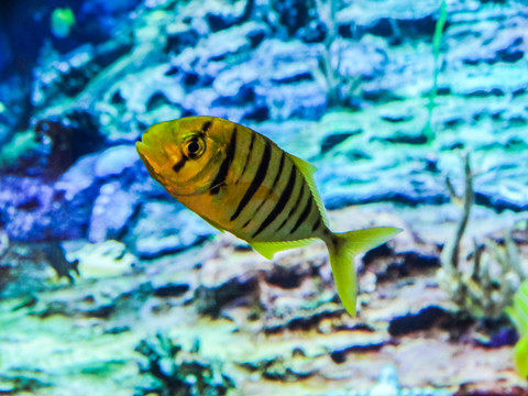 海洋水族馆