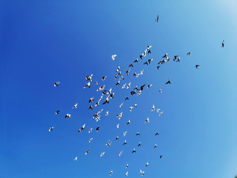 鸽群在蓝天翱翔