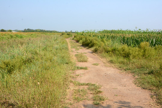 田野土路