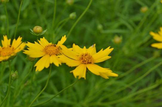 野菊花