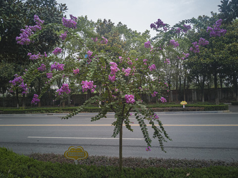 紫薇花