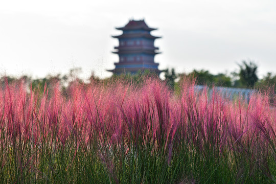 粉黛乱子草