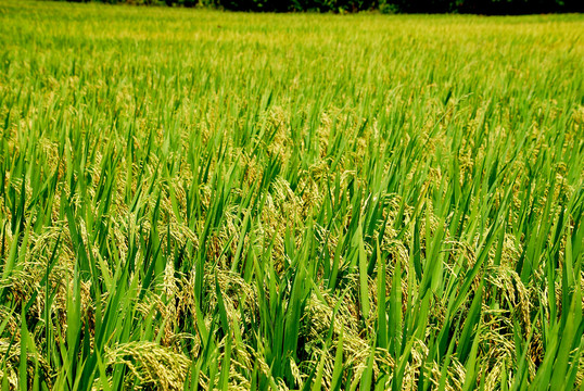 绿色稻田稻谷